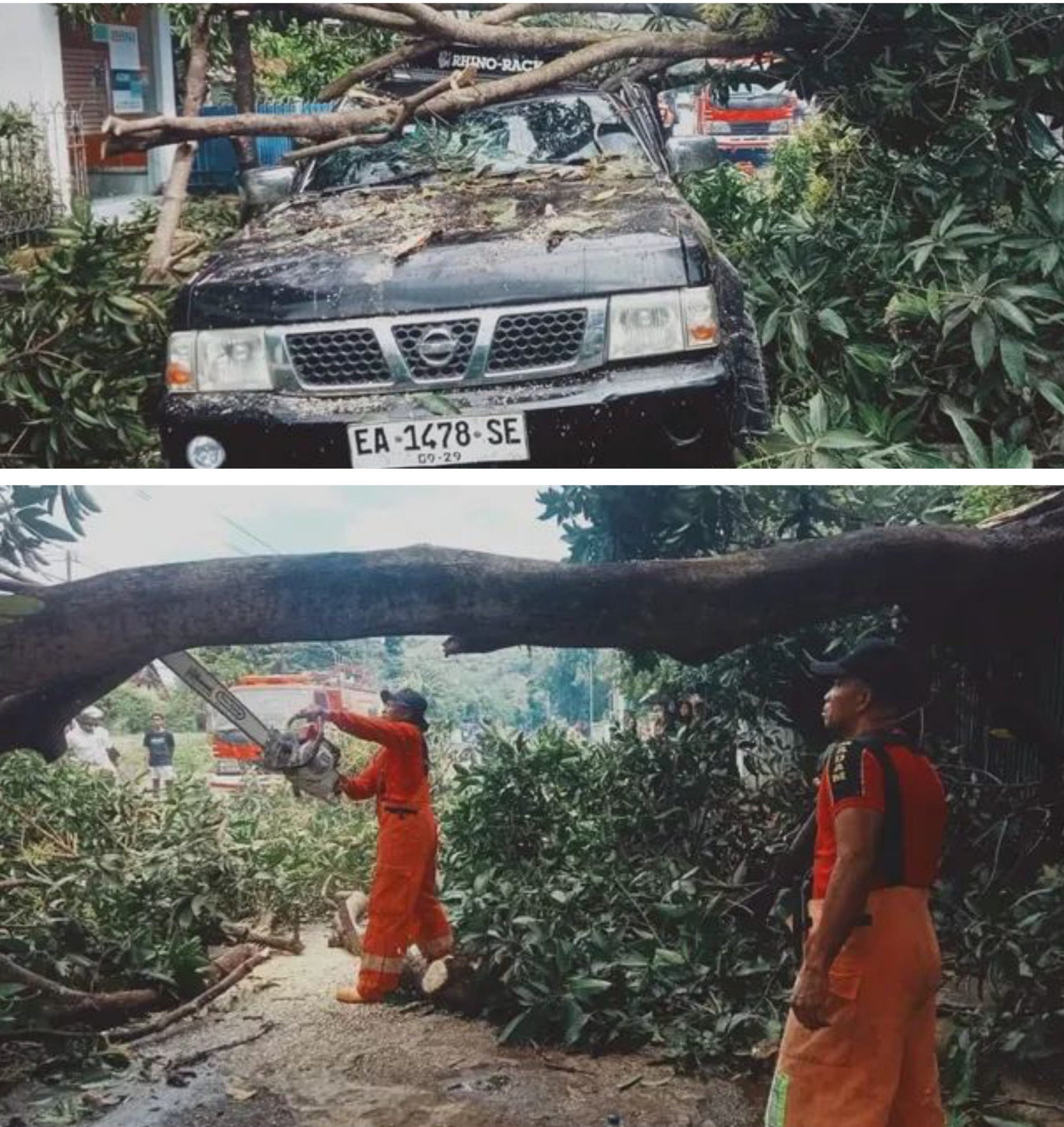 Pohon Tumbang Timpa Dua Mobil, Damkar dan DLH Kota Bima Bergerak Cepat Pohon Tumbang Timpa Dua Mobil, Damkar dan DLH Kota Bima Bergerak Cepat